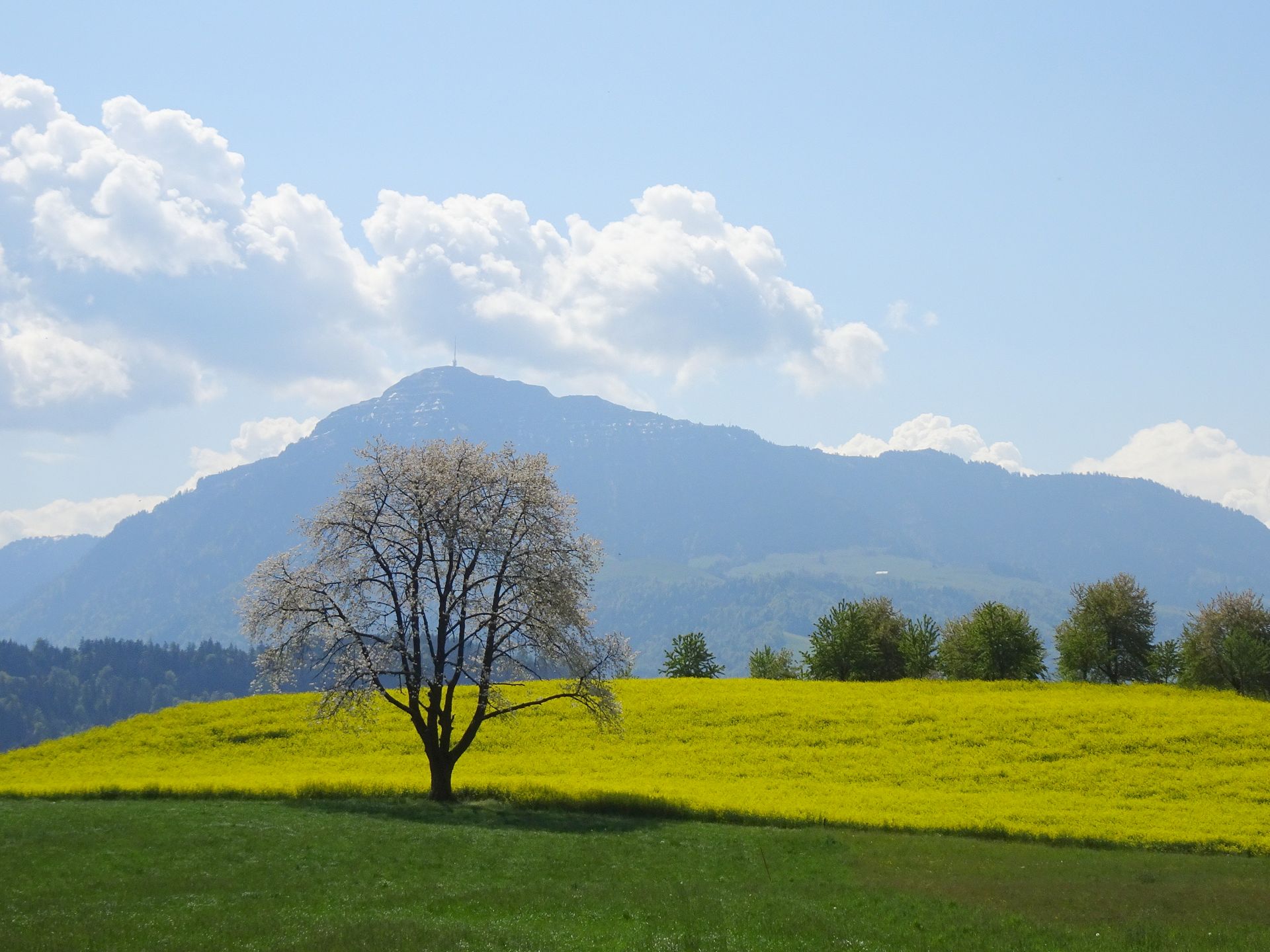 Risch